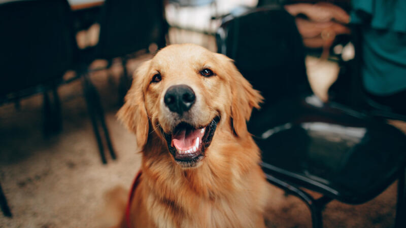 Chien