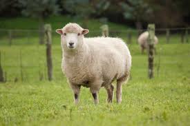 Mouton