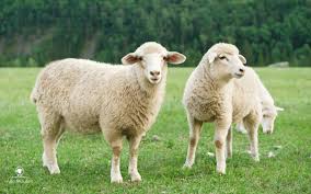Mouton 