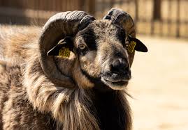 Mouton Male