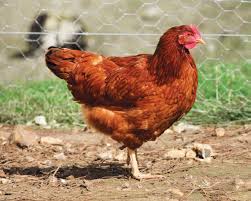 Poules